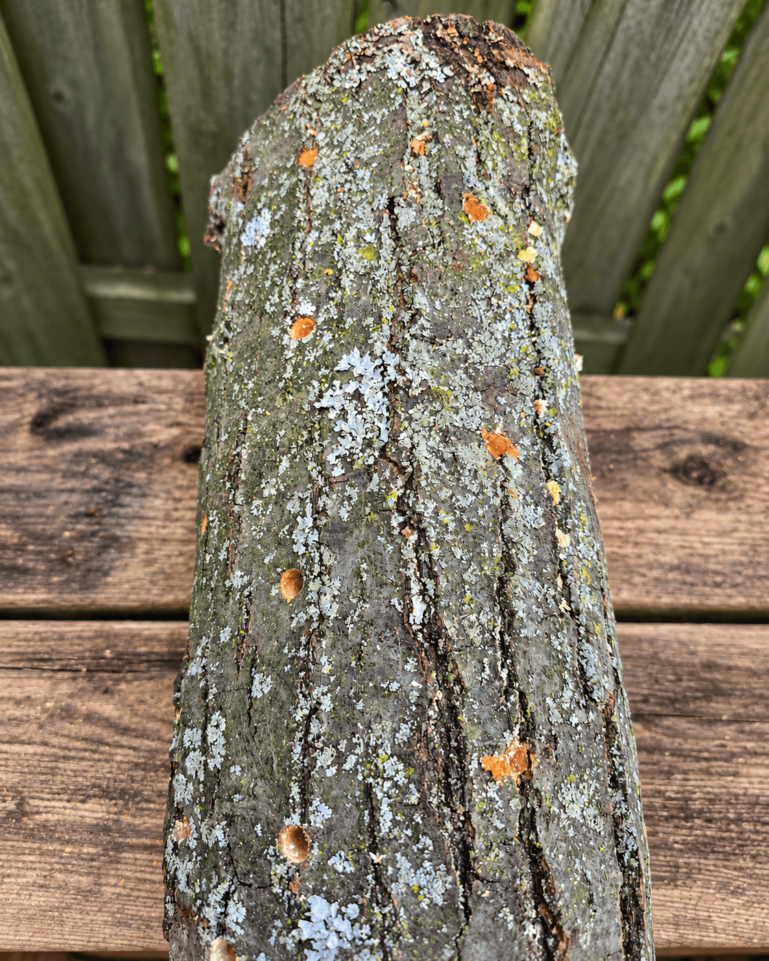 Close detail of sealed inoculation points on a hardwood log